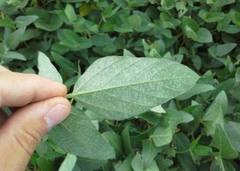 Desde Corteva alertan que "los daños por trips pueden superar los 200 dólares por hectárea, cuando controlarlos cuesta 10 dólares"