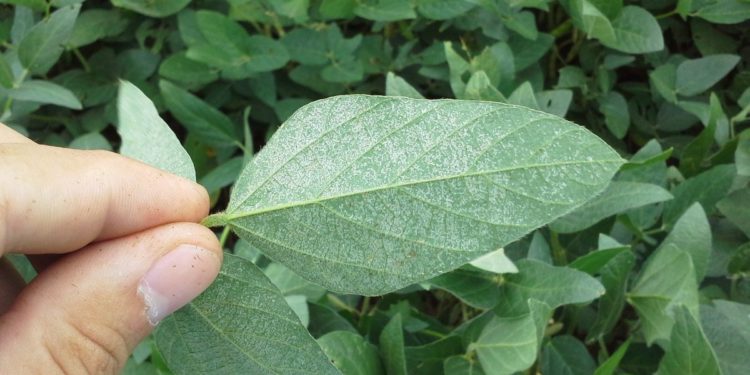 Desde Corteva alertan que "los daños por trips pueden superar los 200 dólares por hectárea, cuando controlarlos cuesta 10 dólares"