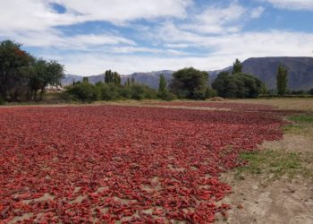 Sabores y saberes: Hace 100 años que la familia Herrero muele los colores, aromas y sabores de los valles calchaquíes