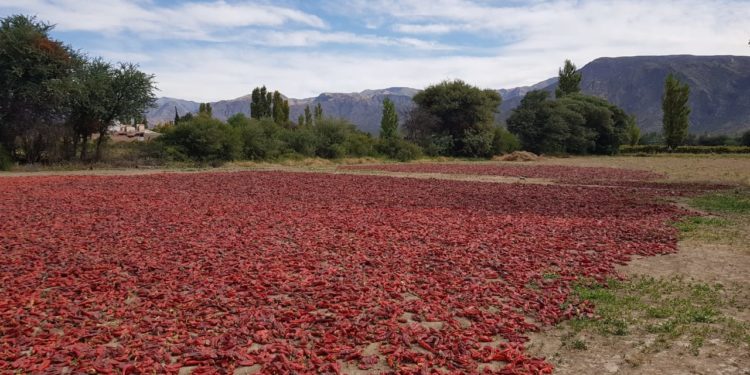 Sabores y saberes: Hace 100 años que la familia Herrero muele los colores, aromas y sabores de los valles calchaquíes
