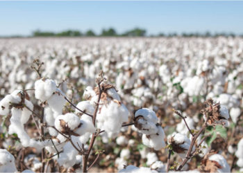 Aapresid quiere comenzar a certificar el algodón argentino bajo el protocolo de la "Better Cotton Initiative"