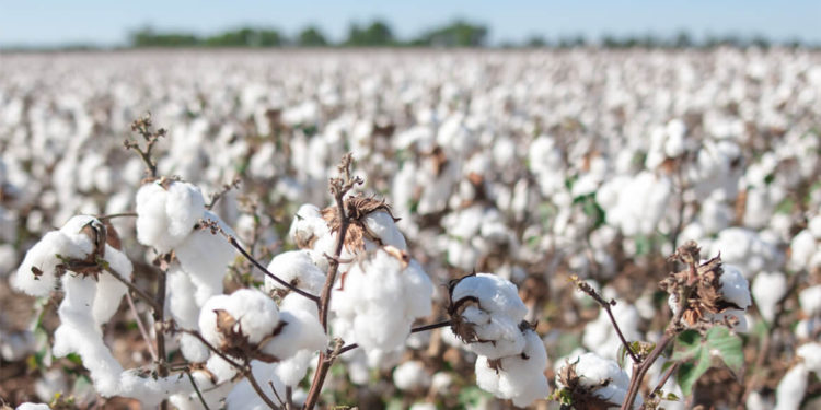 Aapresid quiere comenzar a certificar el algodón argentino bajo el protocolo de la "Better Cotton Initiative"