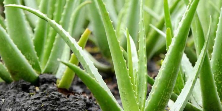 Ricardo Peralta cuenta cómo se produce aloe vera en el sur del Chaco