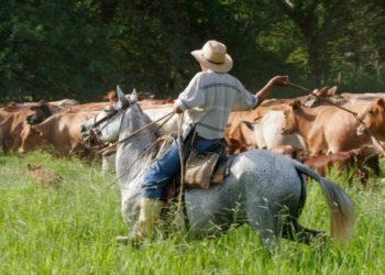 Los estertores de Ricky: El Senasa definió una serie de exigencias para garantizar el bienestar de los animales