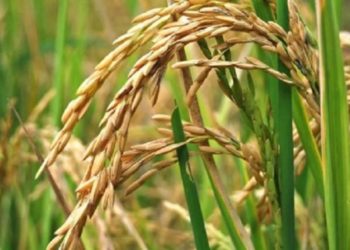 Pablo Bode relata la lenta agonía del arroz en Santa Fe: "Año a año venimos perdiendo de 2 mil a 5 mil hectáreas"