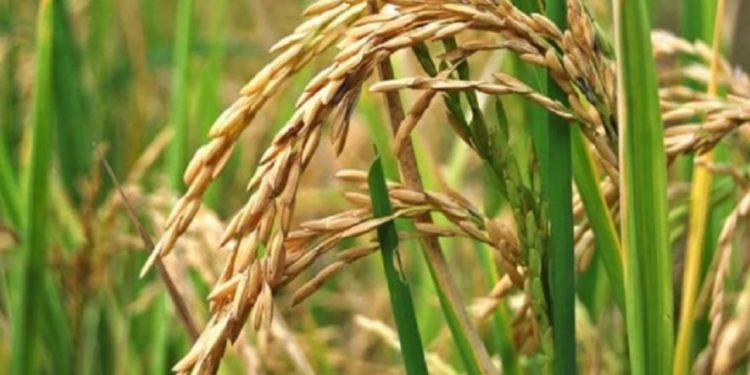 Pablo Bode relata la lenta agonía del arroz en Santa Fe: "Año a año venimos perdiendo de 2 mil a 5 mil hectáreas"