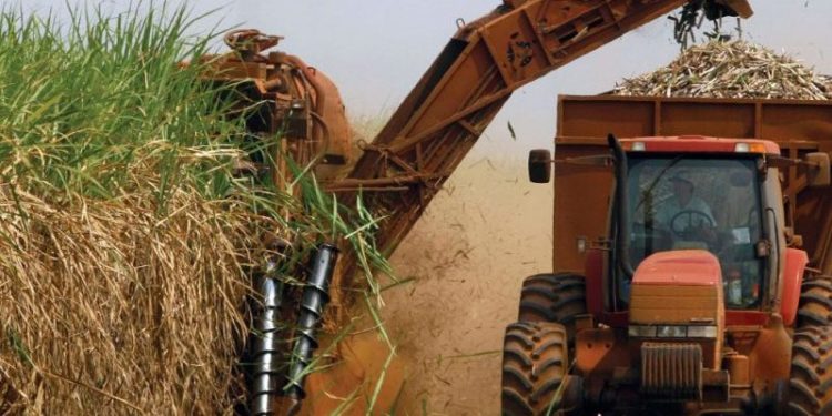 Madrugada de sábado en Tucumán: No fue una zamba sino que terminó la zafra azucarera 2019