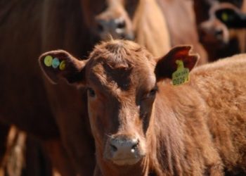 Los estertores de Ricky: Senasa lanzó un plan para avanzar hacia la trazabilidad individual del ganado con medios electrónicos