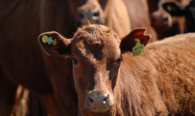 Los estertores de Ricky: Senasa lanzó un plan para avanzar hacia la trazabilidad individual del ganado con medios electrónicos