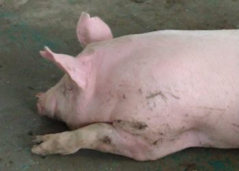 Por los problemas de la economía local, el cerdo pisó el freno y dejó de crecer a tasas chinas