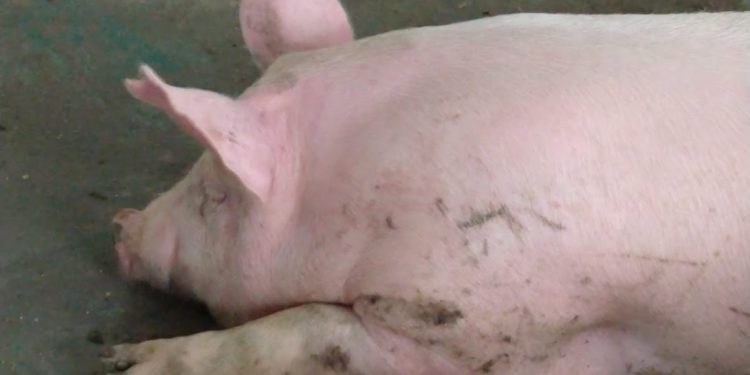 Por los problemas de la economía local, el cerdo pisó el freno y dejó de crecer a tasas chinas