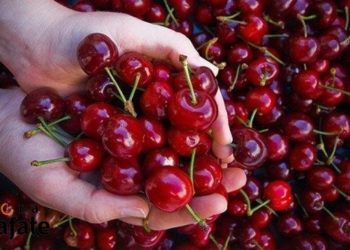 Esta vez sí llegan: Las cerezas mendocinas también salen a la conquista de China