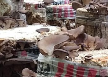 La fábrica de hongos: Desde un laboratorio de Chascomús se duplicó la oferta de inóculos para los productores