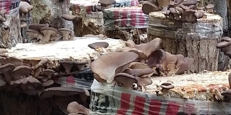 La fábrica de hongos: Desde un laboratorio de Chascomús se duplicó la oferta de inóculos para los productores