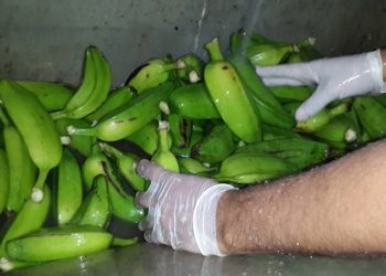 Investigadores del INTA estudian la harina de banana, para aprovechar un descarte que puede llegar hasta el 50%