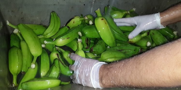 Investigadores del INTA estudian la harina de banana, para aprovechar un descarte que puede llegar hasta el 50%