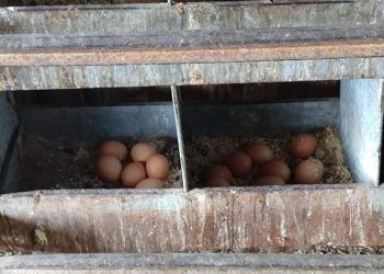 Esta vez el huevo fue primero: Los productores elevaron una serie de reclamos al nuevo gobierno