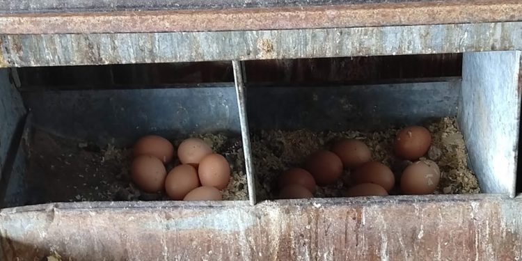 Esta vez el huevo fue primero: Los productores elevaron una serie de reclamos al nuevo gobierno