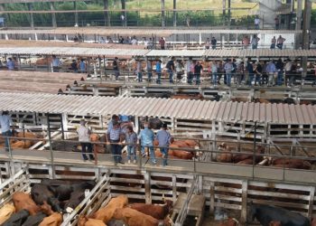 Fernando Saénz Valiente logró vender al valor récord de 100 pesos un lote de novillos que alguno comerá esta Navidad