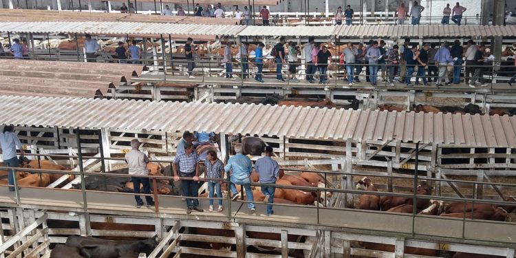 Fernando Saénz Valiente logró vender al valor récord de 100 pesos un lote de novillos que alguno comerá esta Navidad