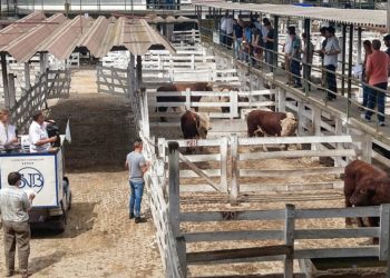 Fernando Saénz Valiente logró vender al valor récord de 100 pesos un lote de novillos que alguno comerá esta Navidad
