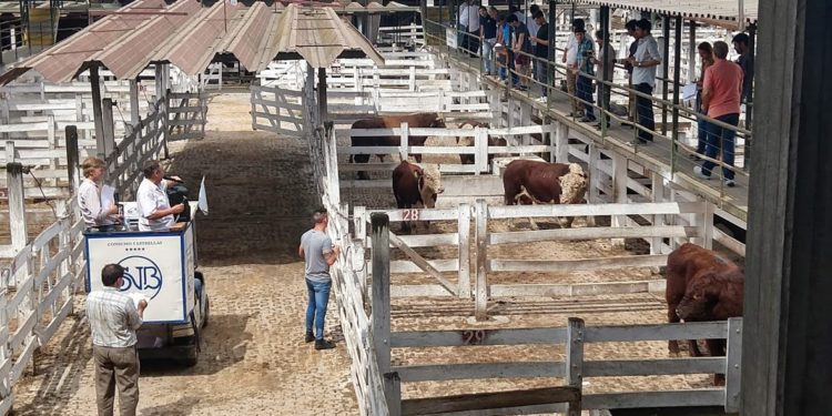 Fernando Saénz Valiente logró vender al valor récord de 100 pesos un lote de novillos que alguno comerá esta Navidad