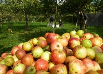 ¿La revancha de la sidra?  Afirman que el consumo se triplicó y que ya no es una bebida estacional