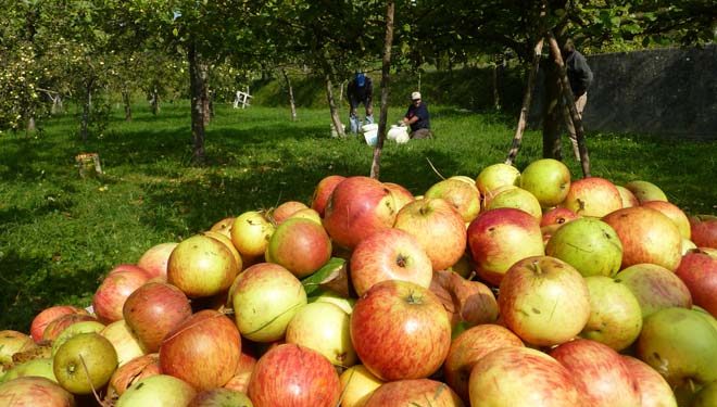 ¿La revancha de la sidra?  Afirman que el consumo se triplicó y que ya no es una bebida estacional