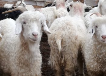 Los pequeños productores de mohair lograron vender casi 20 toneladas de la fibra en una subasta