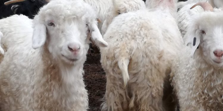 Los pequeños productores de mohair lograron vender casi 20 toneladas de la fibra en una subasta