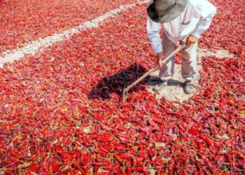 El derrotero del pimentón de los Valles Calchaquíes: De 'oro rojo' a economía de subsistencia para cientos de pequeños productores