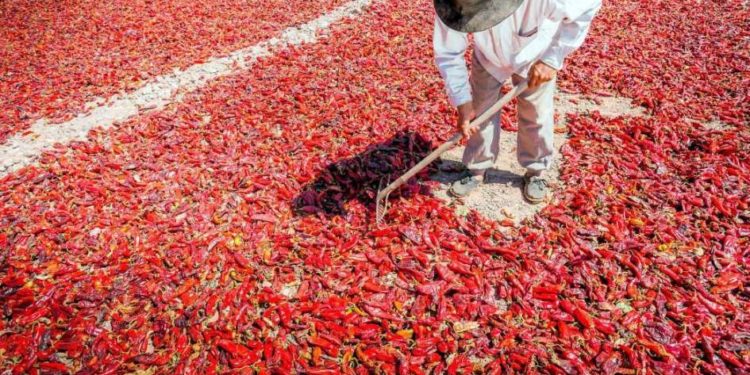 El derrotero del pimentón de los Valles Calchaquíes: De 'oro rojo' a economía de subsistencia para cientos de pequeños productores