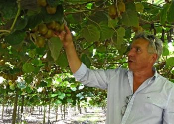 El sueño del kiwi: Afirman que Mar del Plata podría convertirse en una potencia productiva de esa fruta