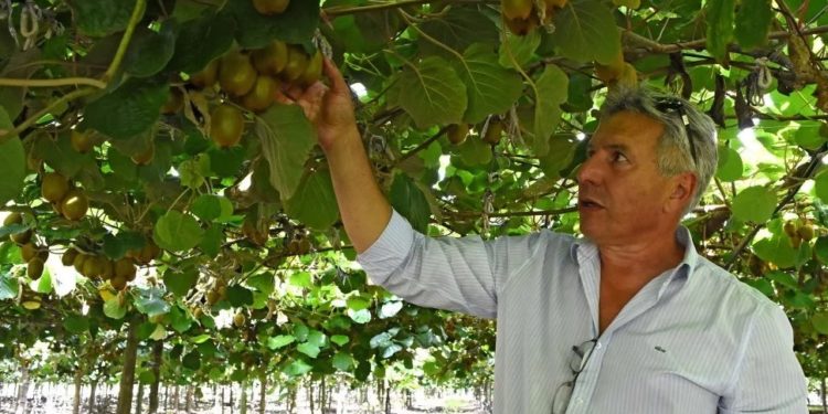 El sueño del kiwi: Afirman que Mar del Plata podría convertirse en una potencia productiva de esa fruta
