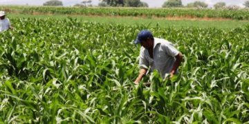 A días del cambio de gobierno, el 61% de los productores espera "malos tiempos" para los próximos años