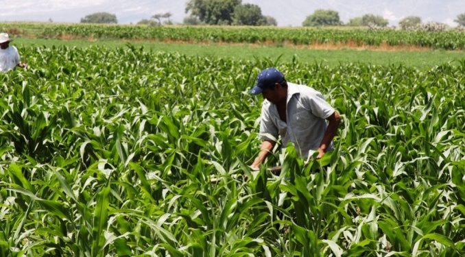 A días del cambio de gobierno, el 61% de los productores espera "malos tiempos" para los próximos años