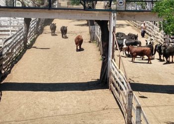 La tentación de la carne: Ganaderos y frigoríficos prometen más producción si el gobierno mantiene políticas "adecuadas"