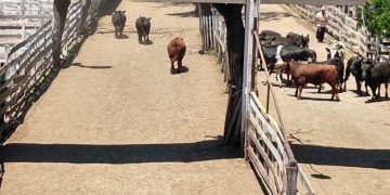 La tentación de la carne: Ganaderos y frigoríficos prometen más producción si el gobierno mantiene políticas "adecuadas"