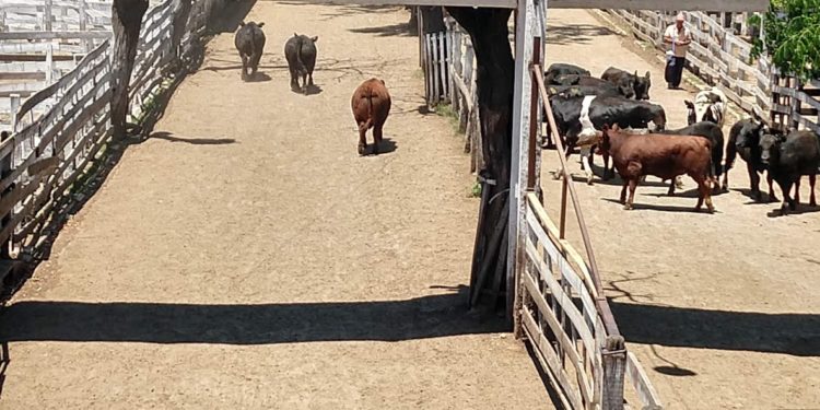 La tentación de la carne: Ganaderos y frigoríficos prometen más producción si el gobierno mantiene políticas "adecuadas"