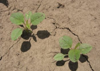Todo mal con las malezas resistentes: Son 27 y ya cubren 29 millones de hectáreas agrícolas