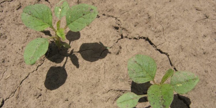 Todo mal con las malezas resistentes: Son 27 y ya cubren 29 millones de hectáreas agrícolas
