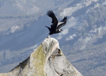 “El cóndor es un aliado del ganadero”, confirma el investigador Sergio Lambertucci