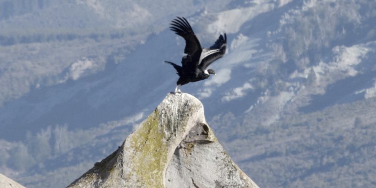 “El cóndor es un aliado del ganadero”, confirma el investigador Sergio Lambertucci