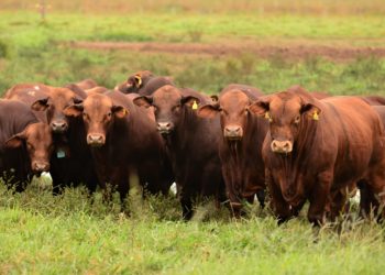 Con el corrimiento de la frontera ganadera, la raza Brangus ya se habría posicionado como la segunda mayor del país