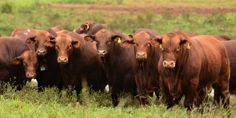 Con el corrimiento de la frontera ganadera, la raza Brangus ya se habría posicionado como la segunda mayor del país