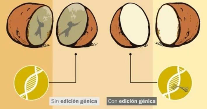 Edición génica: El INTA ya siembra las papas que no se oxidan al cortarse ni se ponen negras