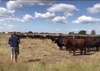 El "barbecho a diente": El último gran ensayo de los investigadores de la agroecología