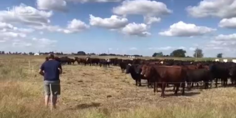 El "barbecho a diente": El último gran ensayo de los investigadores de la agroecología