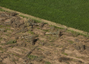 En el norte se desmontaron otras 81 mil hectáreas el año pasado, denunció Greenpeace