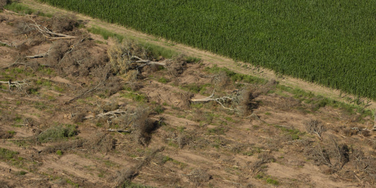 En el norte se desmontaron otras 81 mil hectáreas el año pasado, denunció Greenpeace